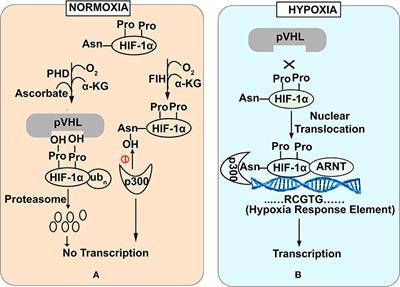 Hypoxia Inducible Factor-1α: The Curator of Gut Homeostasis